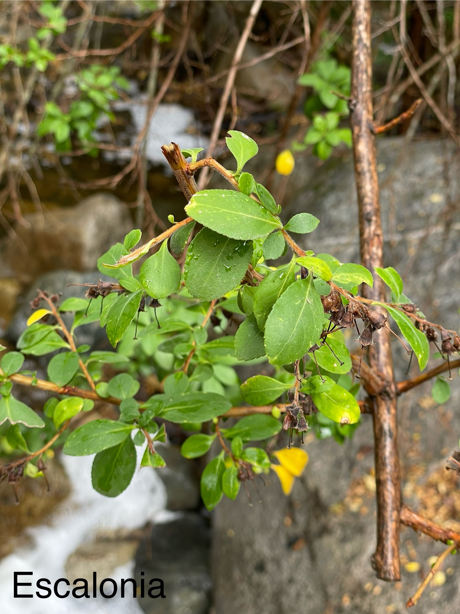 Escallonia revoluta