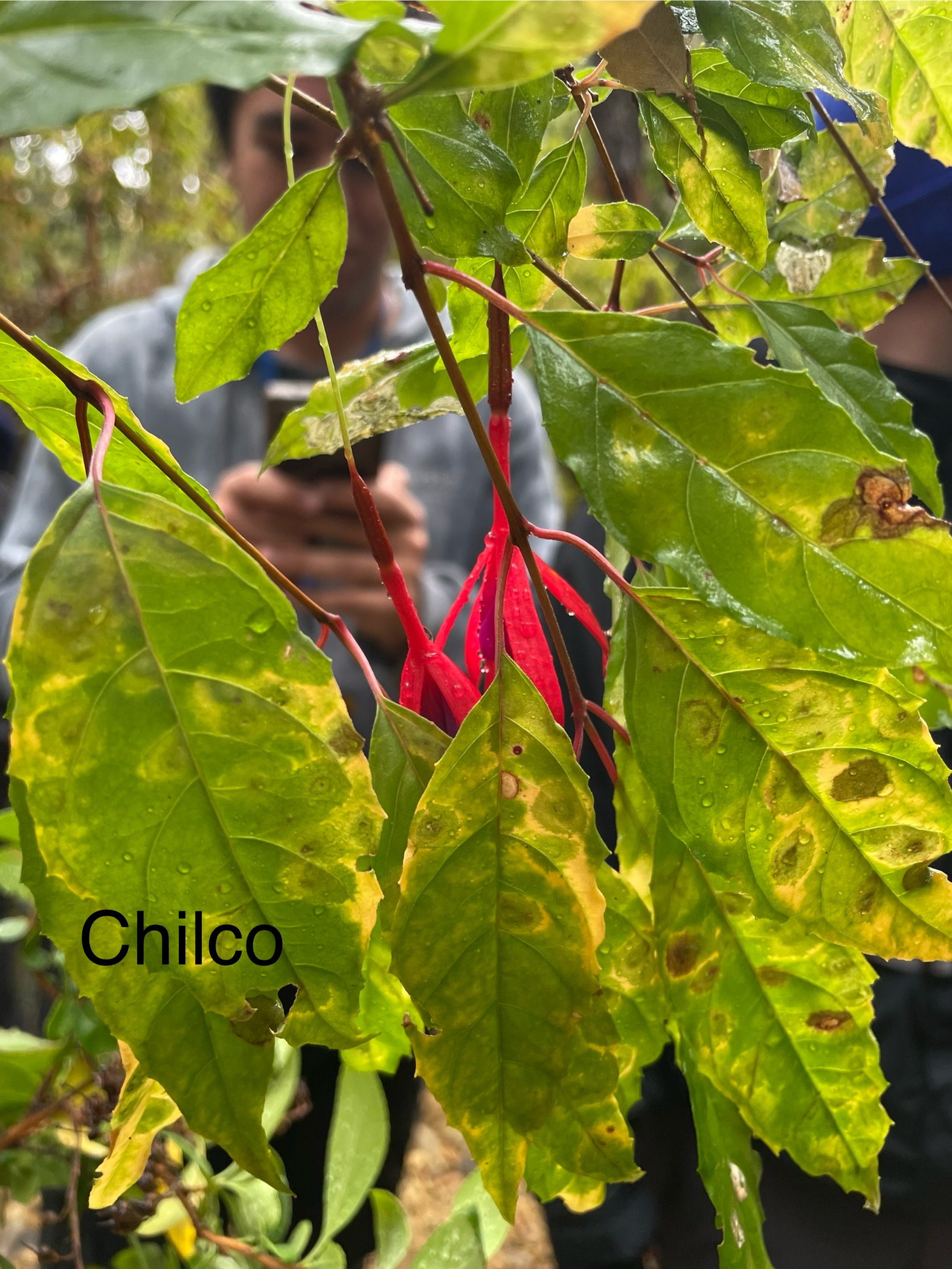Fuchsia magellanica